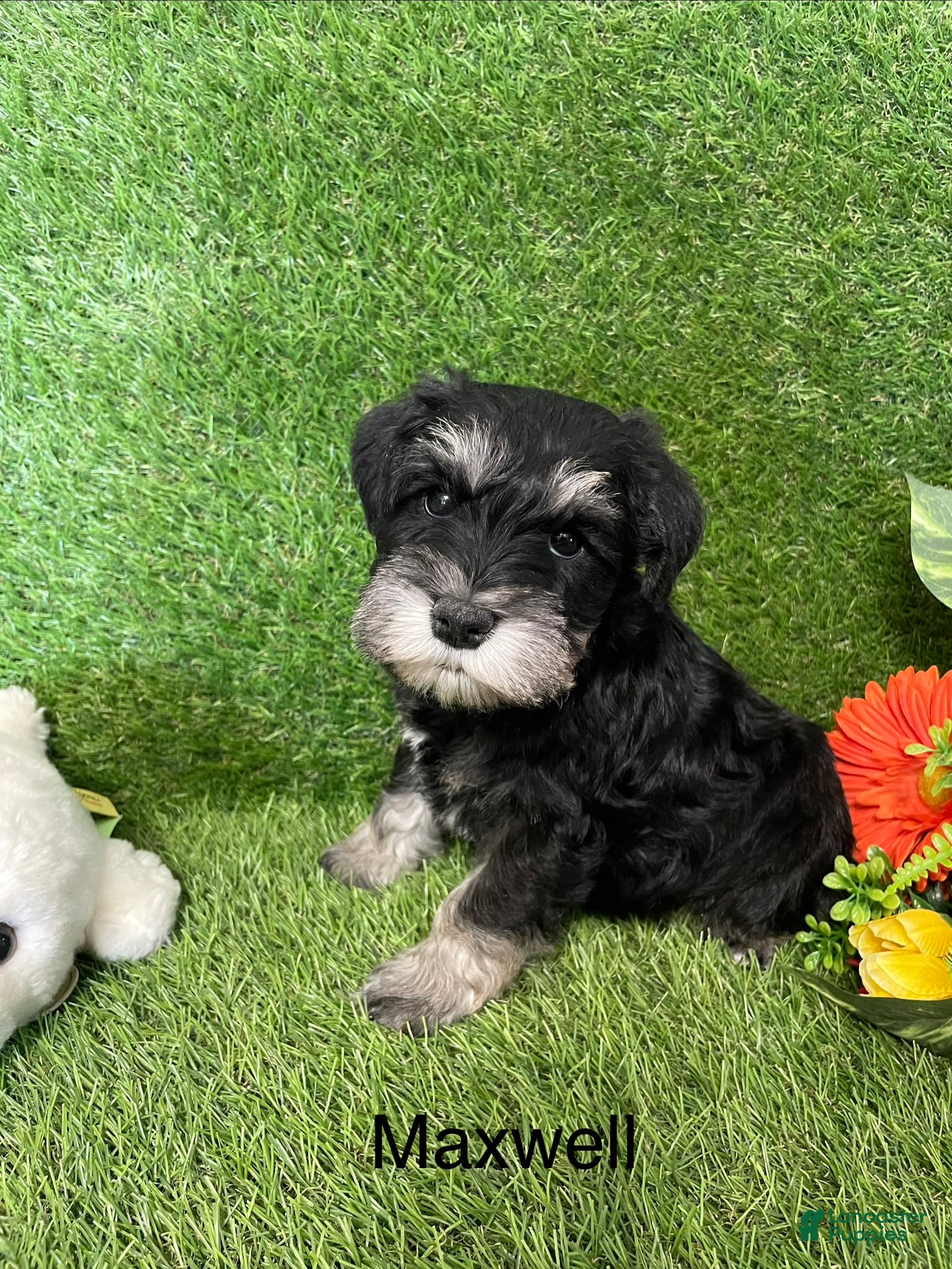 Miniature Schnauzer dogs Miniature Schnauzer Puppy 1 Maxwell - Ad 2