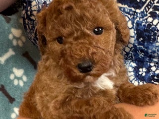 Mini Goldendoodle dogs Holly - Ad 42