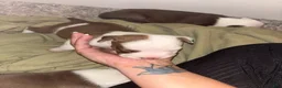American Bully dogs for sale: Zigzag - Ad 5