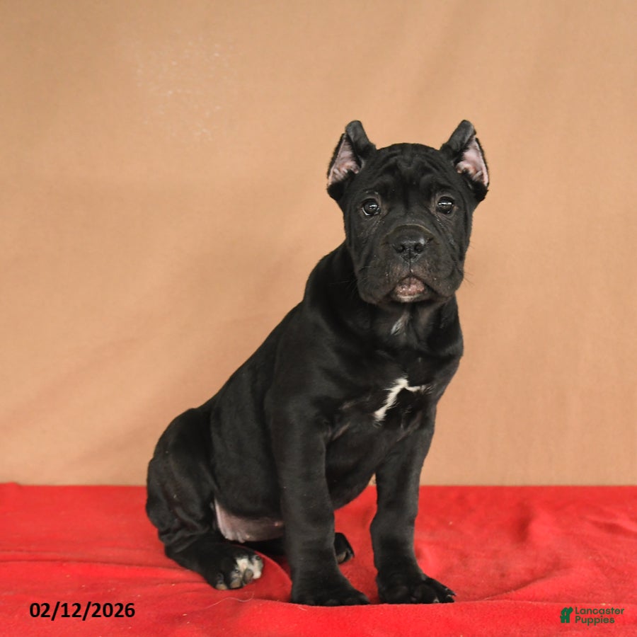 Cane Corso dogs Marigold - Ad 3