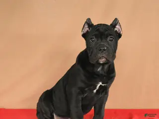 Cane Corso dogs Marigold - Ad 3