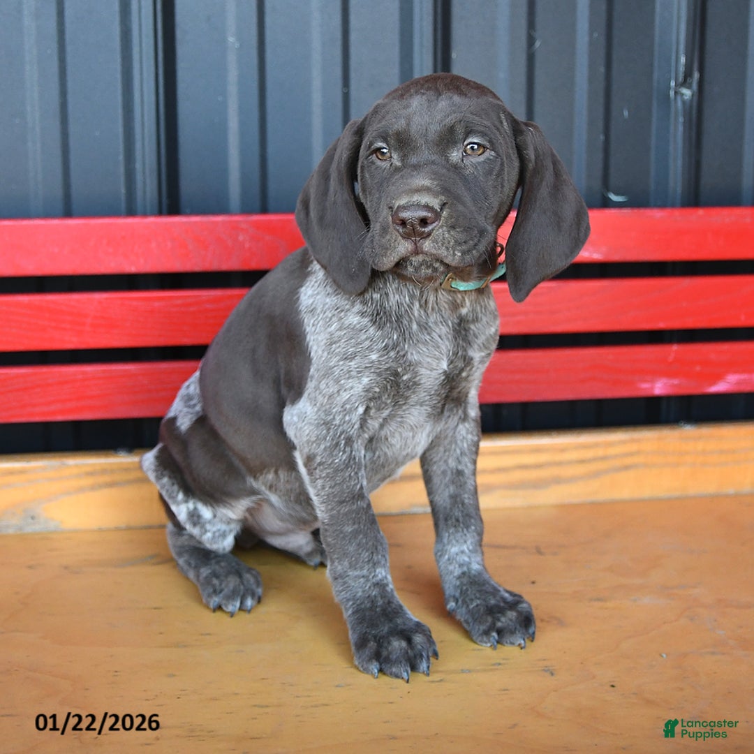German Shorthaired Pointer dogs for sale: Max - Ad 3