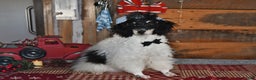 Lhasapoo dogs for sale: Oreo - Ad 1