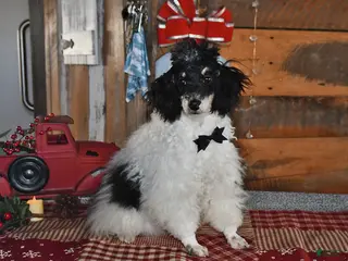 Lhasapoo dogs Oreo - Ad 1