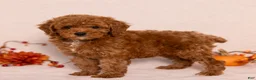 Miniature Poodle dogs for sale: Nala - Ad 4