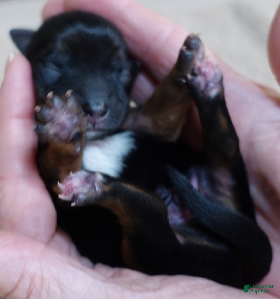 Yorkshire Terrier dogs for sale: Bali - Ad 5