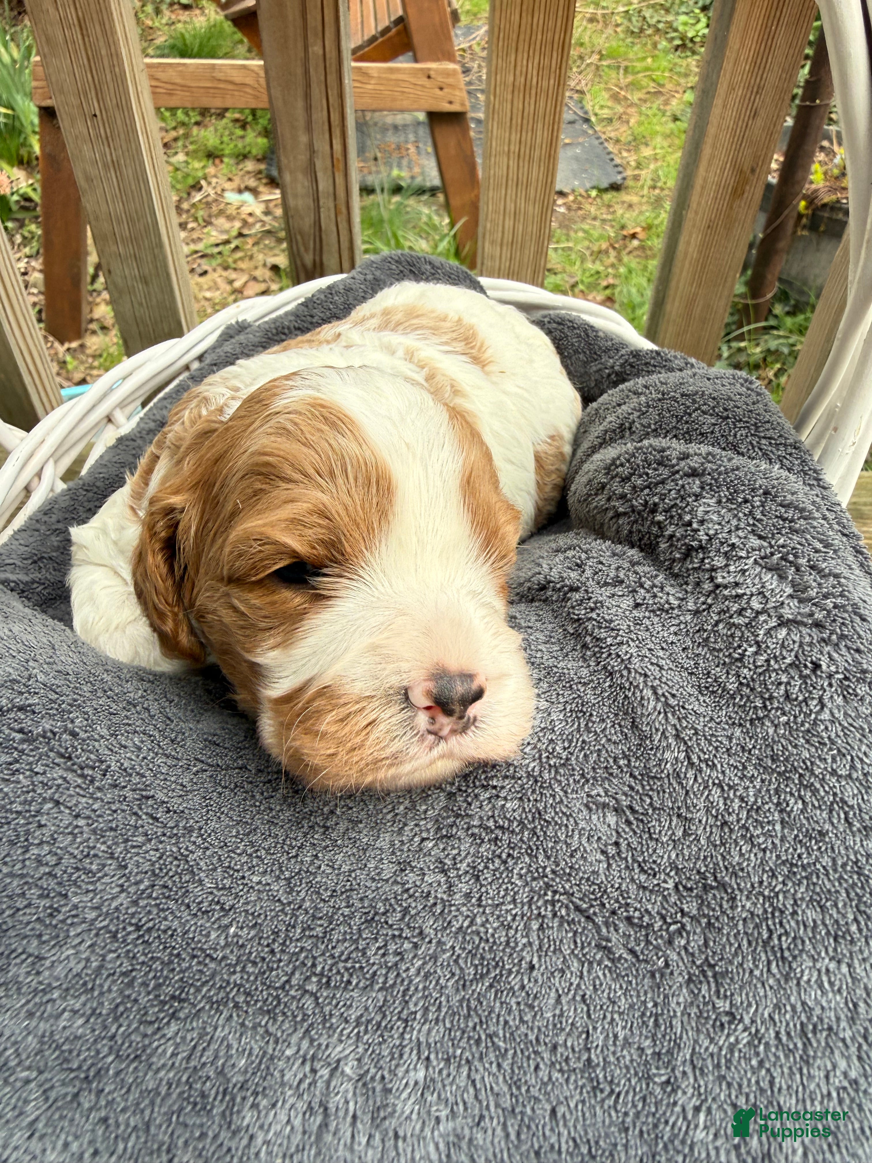 Cavapoo dogs Leo - Ad 2