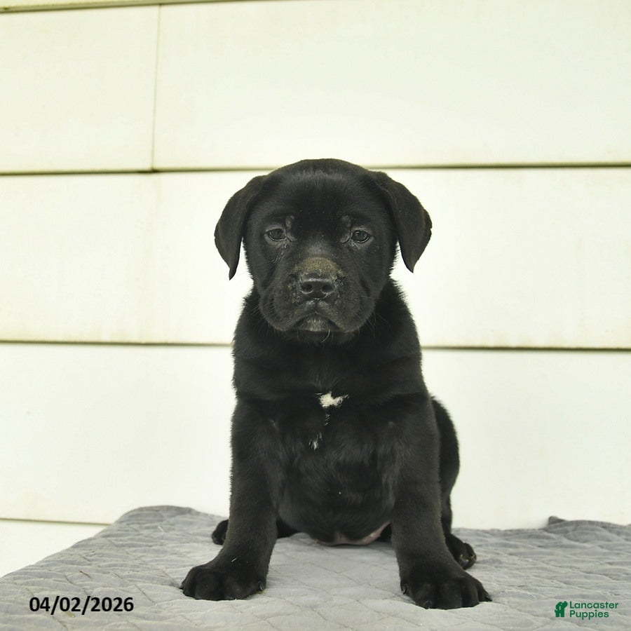 Cane Corso dogs for sale: Ruby  - Ad 2