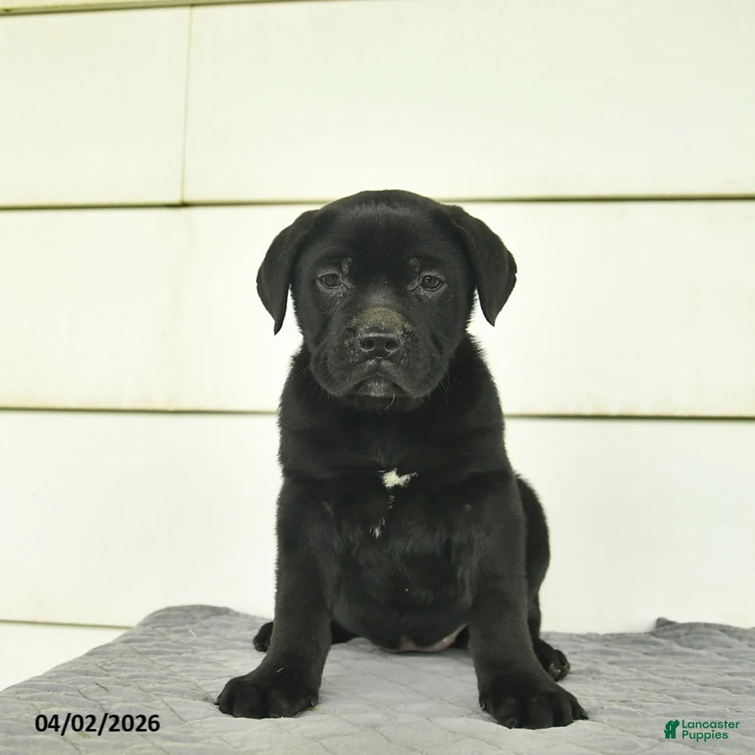 Cane Corso dogs for sale: Ruby  - Ad 1