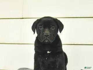 Cane Corso dogs for sale: Ruby - Ad 2