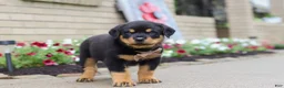 Rottweiler dogs for sale: Dakota - Ad 5