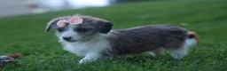Corgipoo dogs for sale: NAOMI - Ad 7