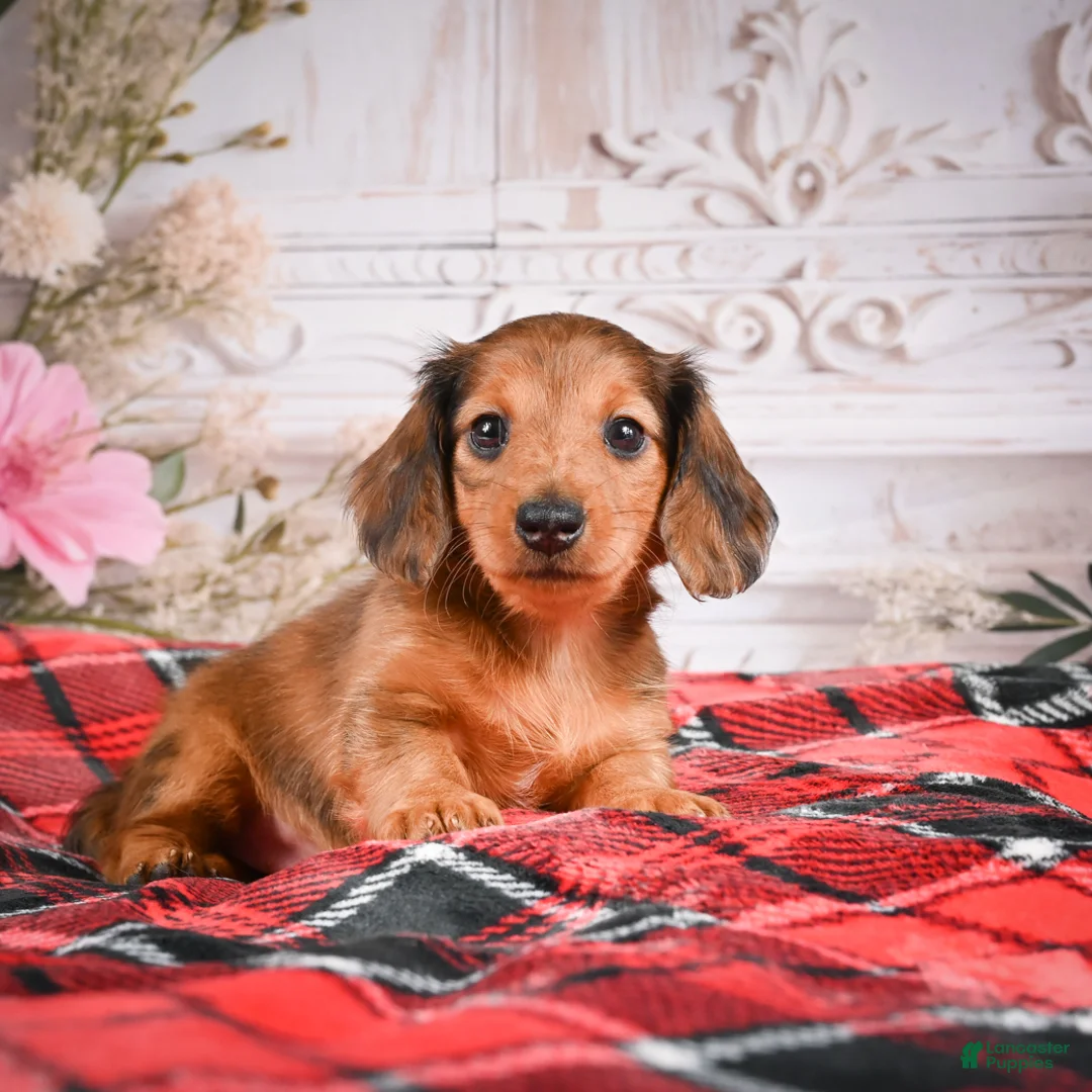 Miniature Dachshund dogs for sale: AKC-Elsa - Ad 1