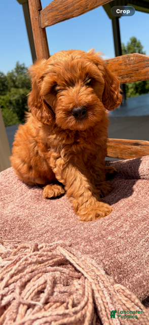 Labradoodle dogs Labradoodle 3 - Ad 1