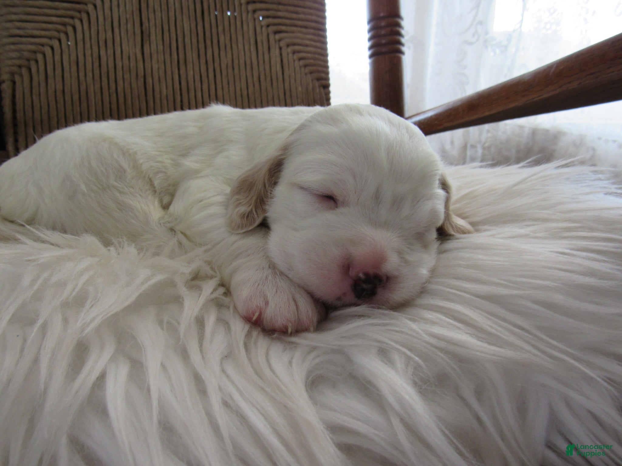 English Setter dogs Hoss - Ad 8