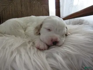 English Setter dogs Hoss - Ad 8