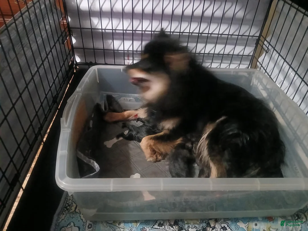 Pomeranian dogs for sale: Pomeranian 2 - Ad 5