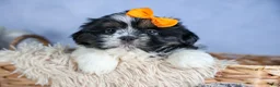 Shih Tzu dogs for sale: HARLEY - Ad 3