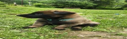 Belgian Malinois dogs for sale: Echo (Lt Blue) - Ad 2
