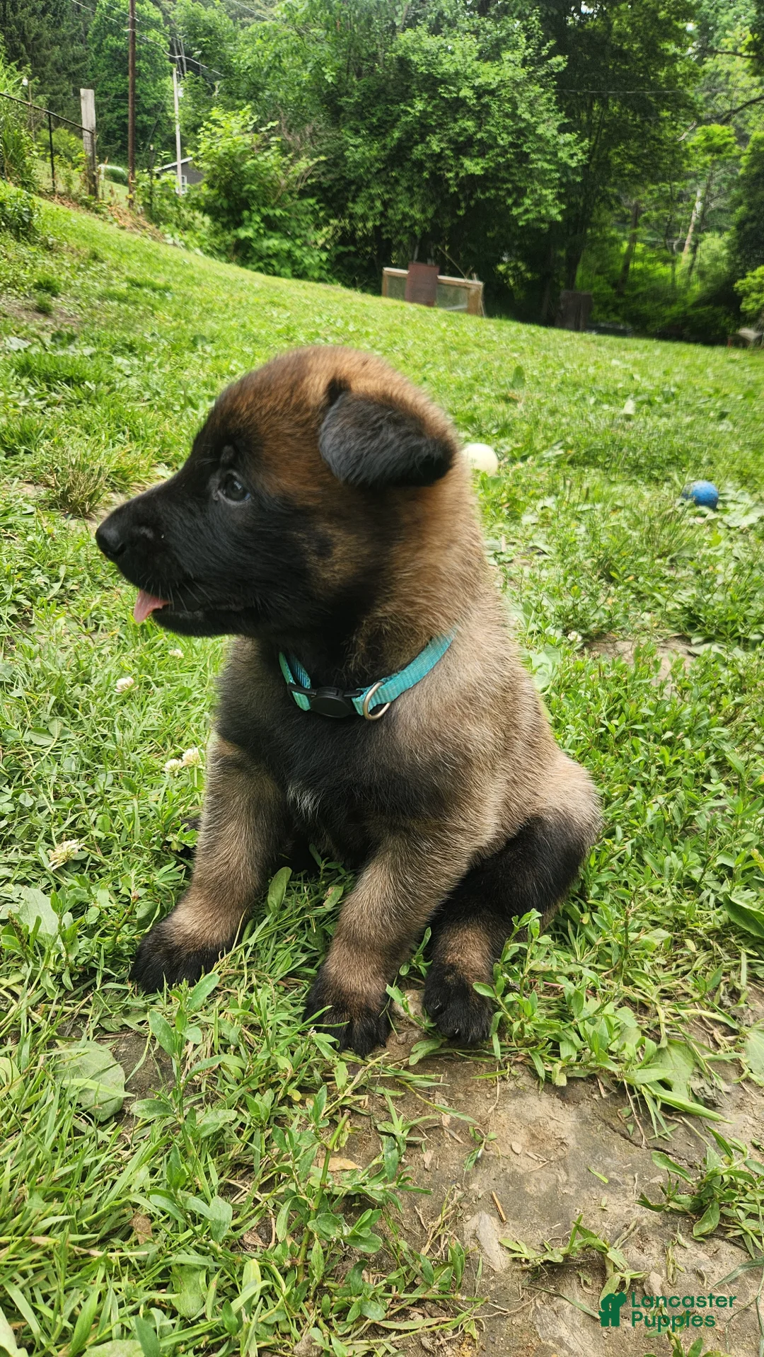 Belgian Malinois dogs for sale: Echo (Lt Blue) - Ad 2