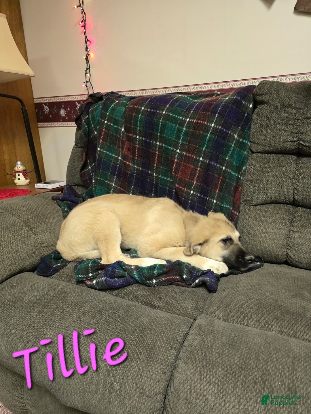 Mixed Breed dogs for sale: ❄️ Tillie - Ad 3