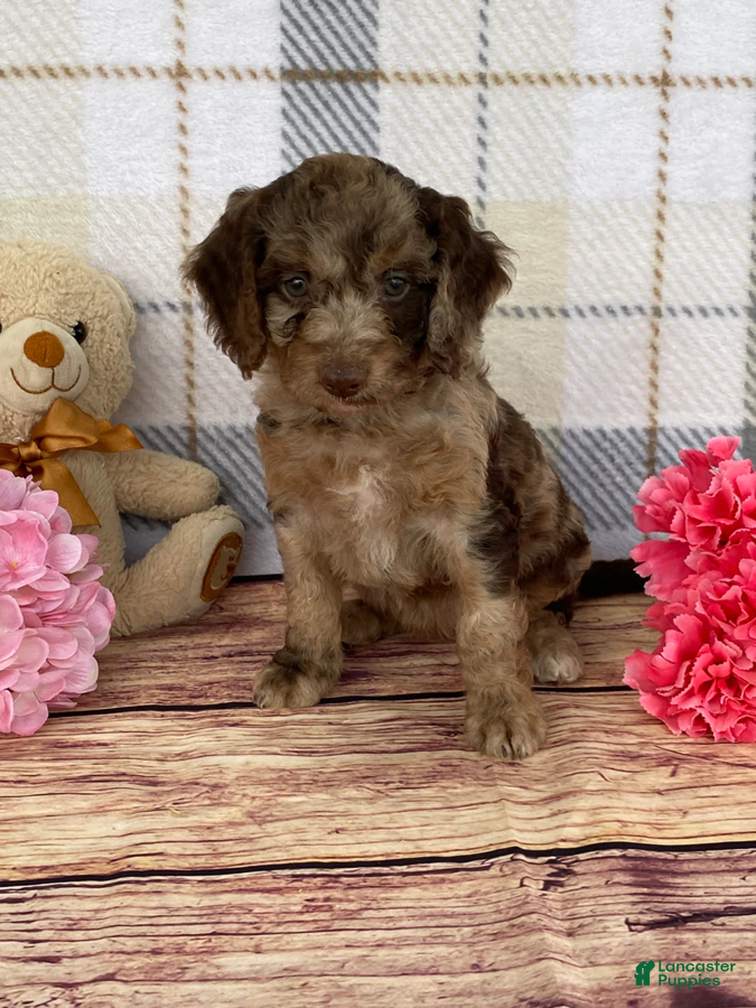 Miniature Labradoodle dogs for sale: Tillie - Ad 1