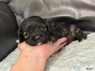 Cavapoo dogs Ava - Ad 37