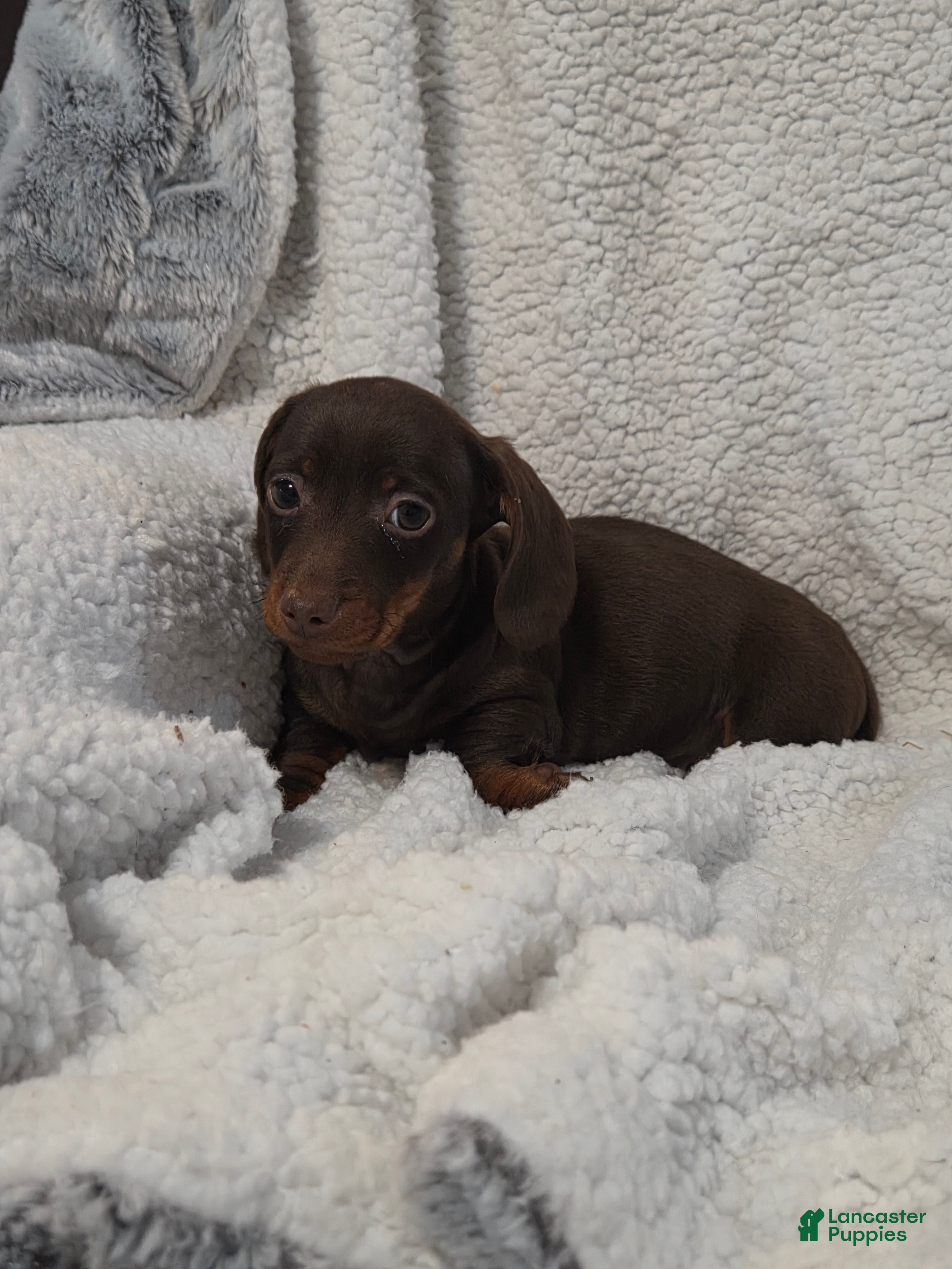Miniature Dachshund dogs Miniature Dachshund Puppy 2 - Ad 30
