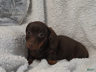 Miniature Dachshund dogs Miniature Dachshund Puppy 2 - Ad 10