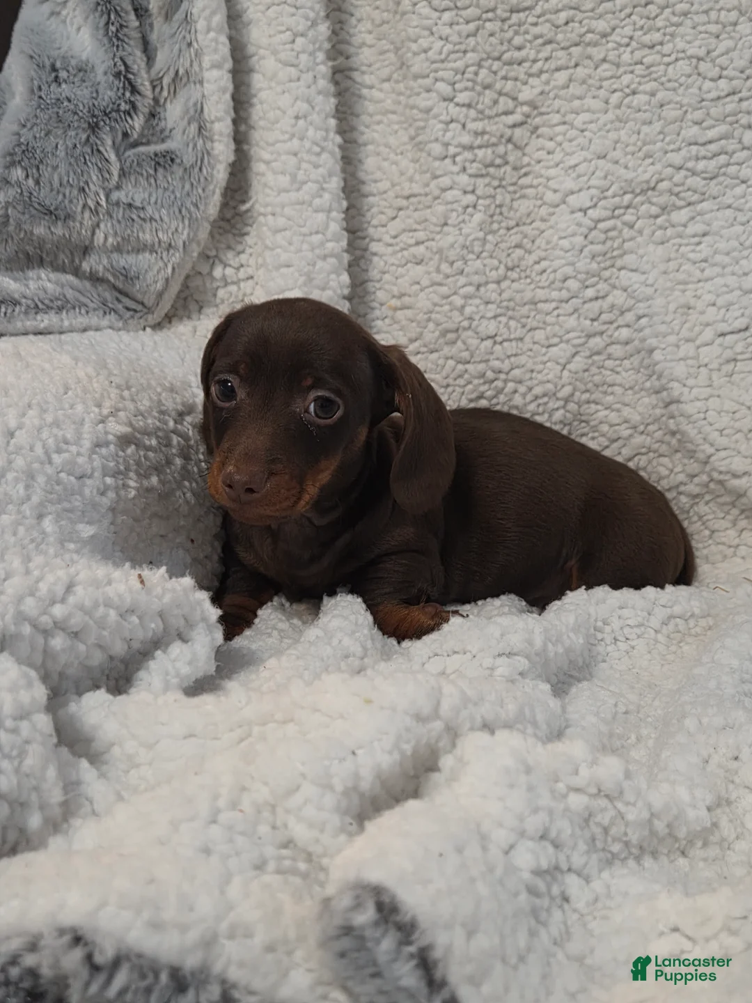 Miniature Dachshund dogs for sale: Miniature Dachshund Puppy 2 - Ad 1