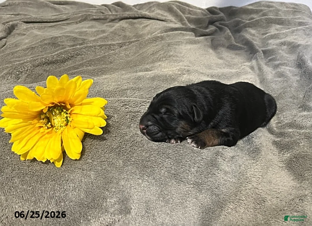 German Shepherd dogs for sale: Zola - Ad 1