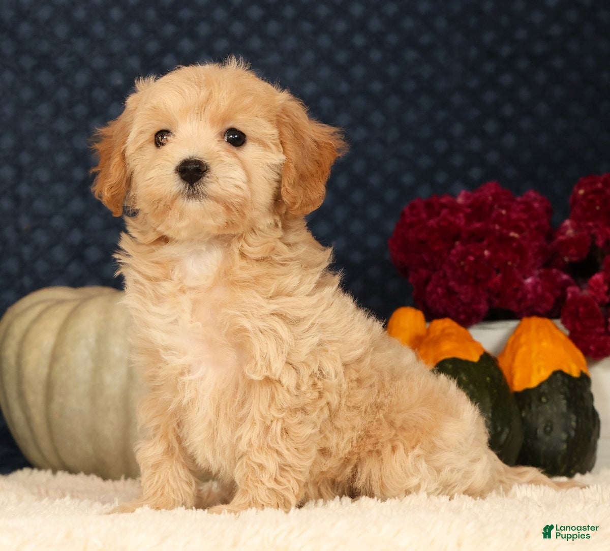 Havapoo dogs for sale: Rachel - Ad 2