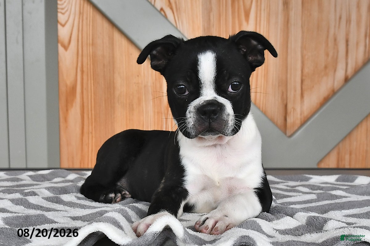 Boston Terrier dogs Tammy - Ad 2