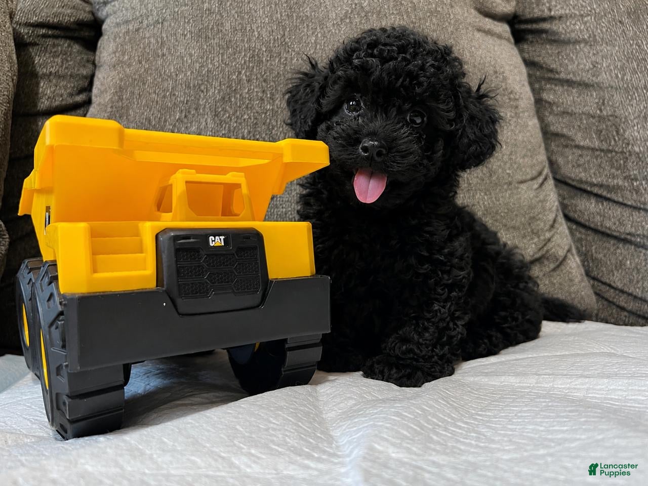 Toy Poodle dogs Toy poodle  - Ad 2