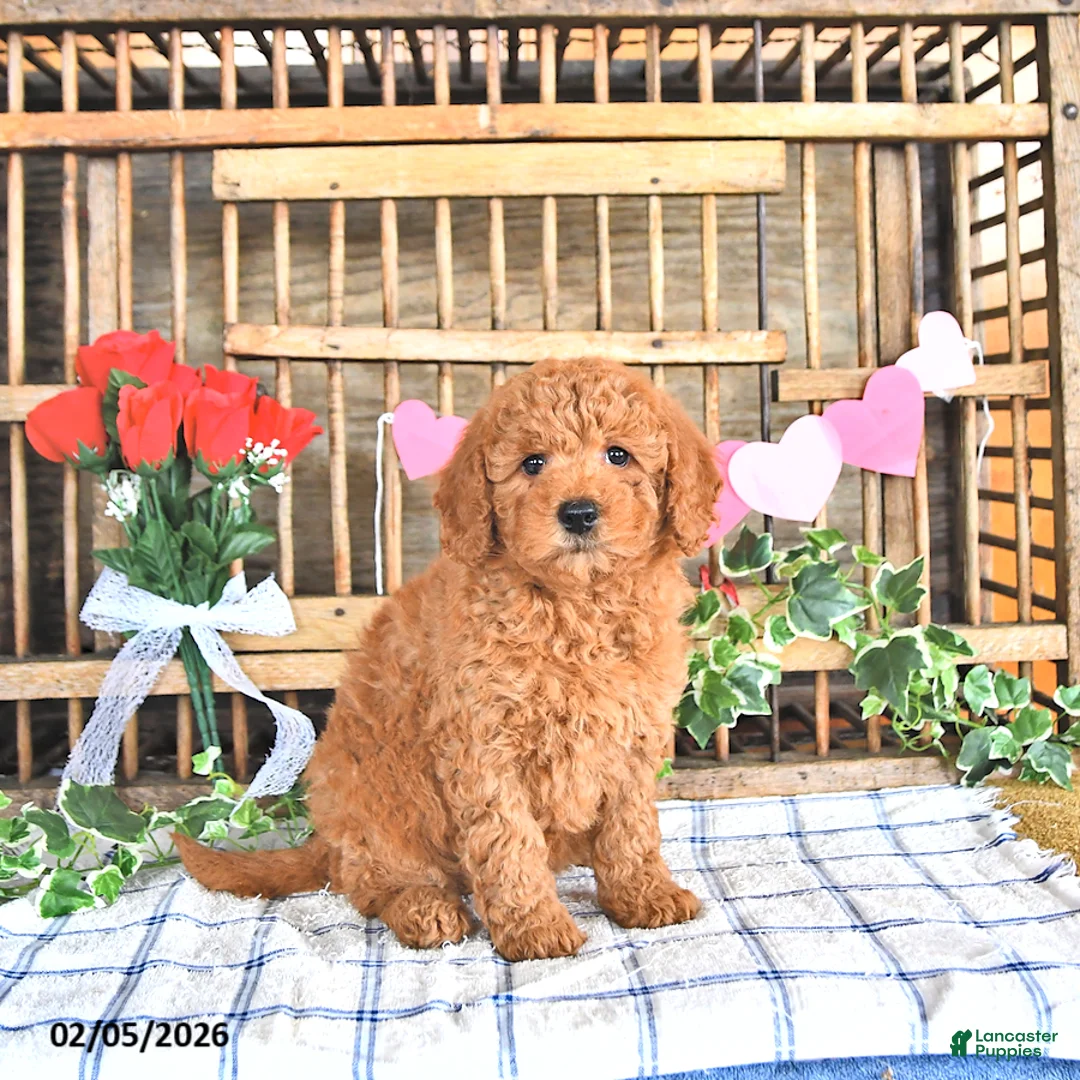 Mini Goldendoodle dogs for sale: Mercy - Ad 3