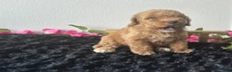 Mini Goldendoodle dogs for sale: Brody - Ad 10