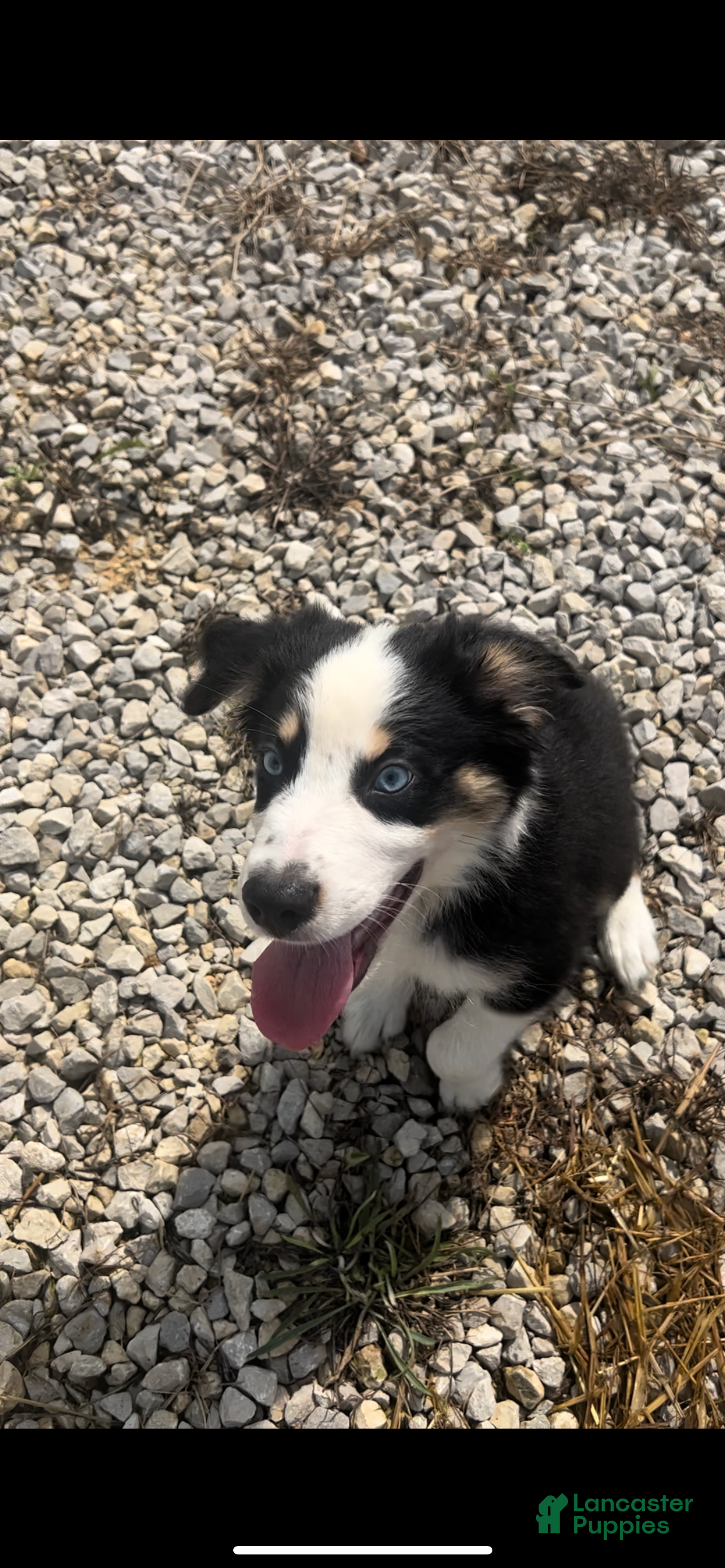 Australian Shepherd dogs Australian Shepherd 11 - Ad 24