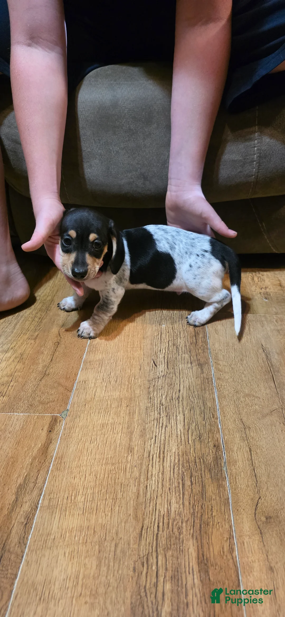 Miniature Dachshund dogs for sale: Miniature Dachshund Puppy 2 - Ad 2
