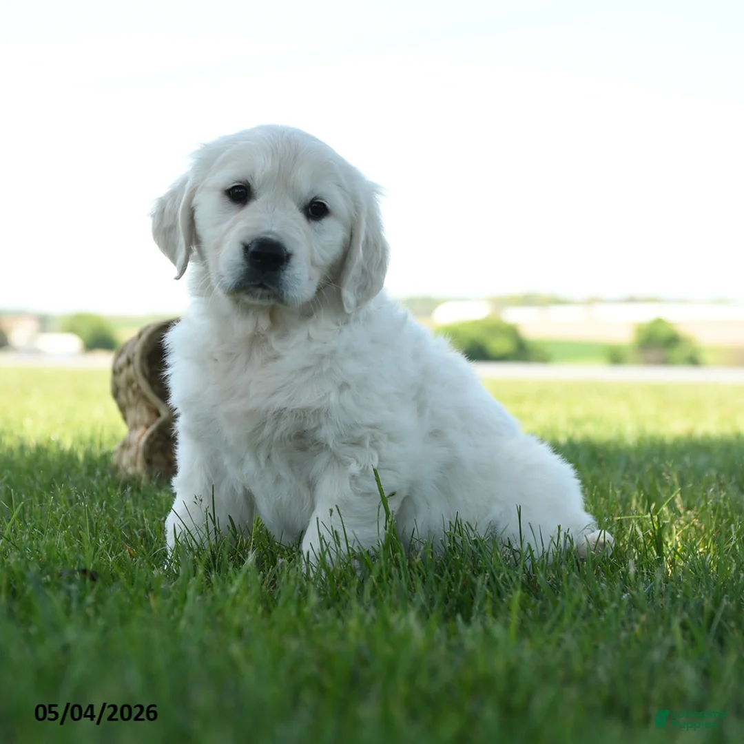 Golden Retriever dogs for sale: Lana - Ad 2
