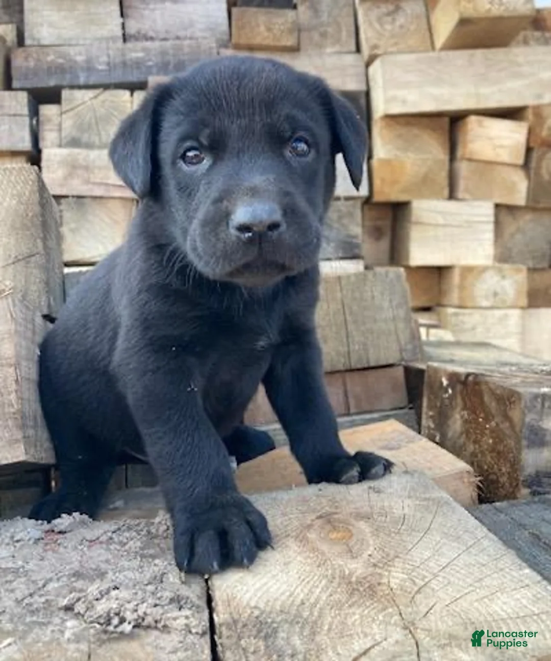 Sheprador dogs for sale: BIM - Ad 2