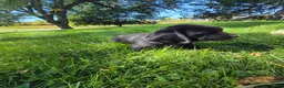 Mixed Breed dogs for sale: Mixed Breed 2 - Ad 1