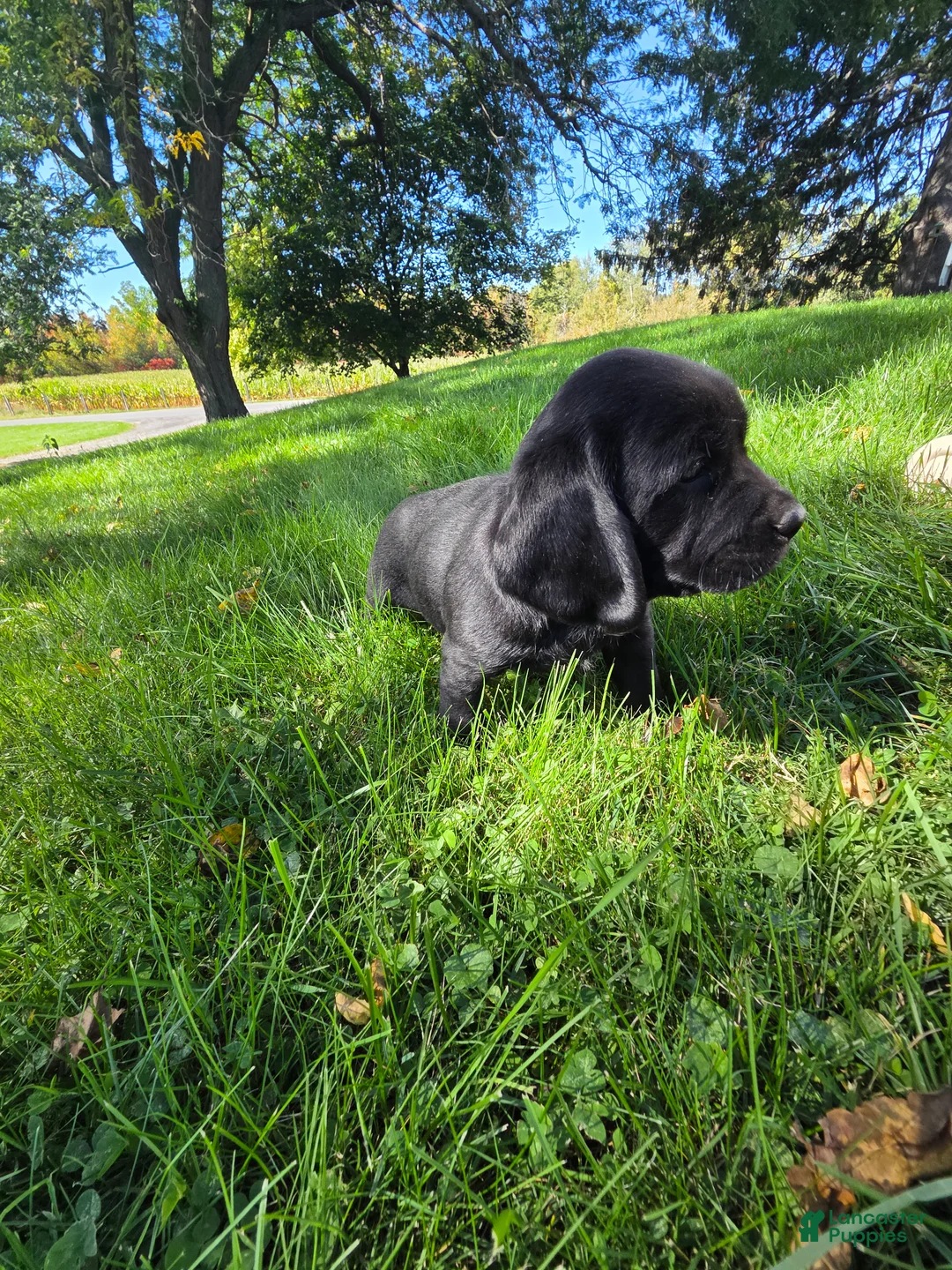 Mixed Breed dogs for sale: Mixed Breed 2 - Ad 1