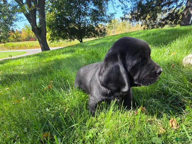 Mixed Breed dogs for sale: Mixed Breed 2 - Ad 1