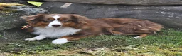 Miniature Australian Shepherd dogs for sale: Ripple - Ad 6