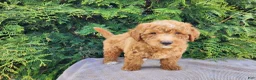 Mini Bernedoodle dogs for sale: Dallas - Ad 11