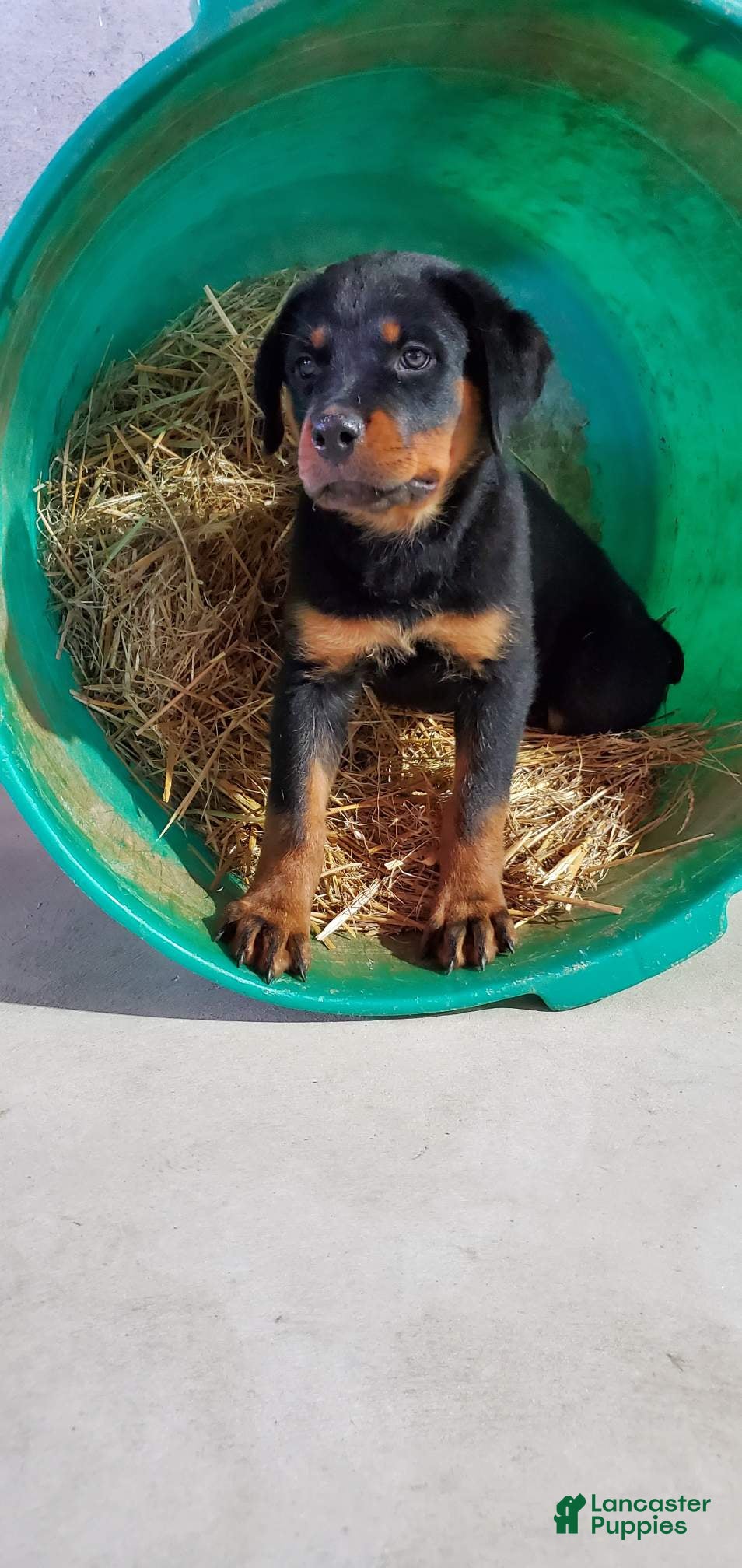 Rottweiler dogs Abbey - Ad 2
