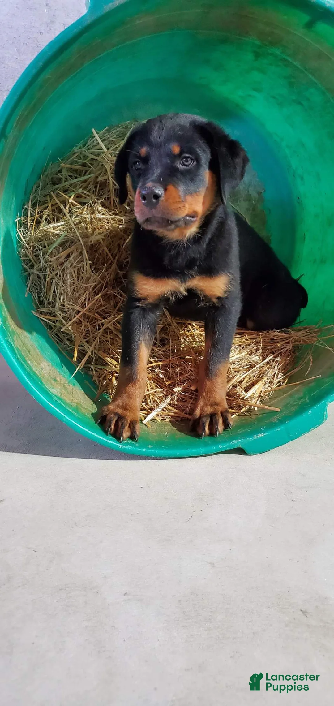 Rottweiler dogs for sale: Abbey - Ad 2