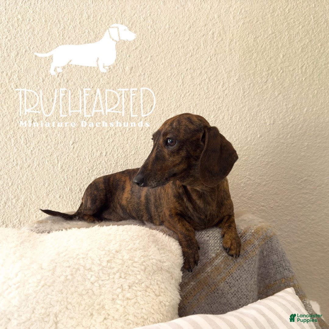 Miniature Dachshund dogs for sale: Jovie(adult) - Ad 1