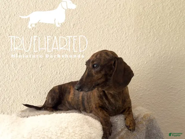 Miniature Dachshund dogs for sale: Jovie(adult) - Ad 1
