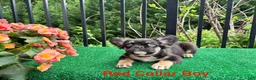 French Bulldog dogs for sale: Fluffy Blue Collar Boy - Ad 12